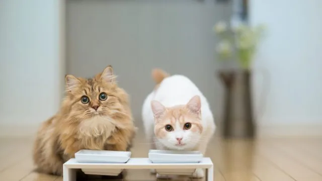Кормить кота с аллергией необходимо в отдельности от здорового кота