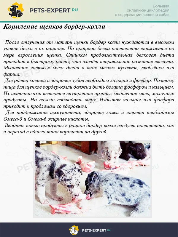 Кормление щенков бордер-колли