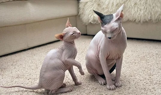 Коты гораздо крупнее, вес самца может достигать 7 кг, кошки обычно мельче от 3,5 до 5 кг