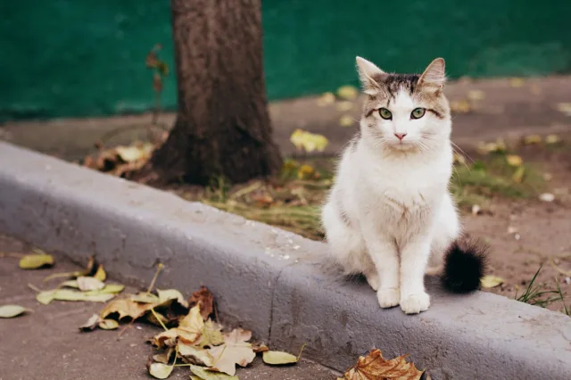 Коты, гуляющие сами по себе, едва ли приручаются, сохраняя свою независимость