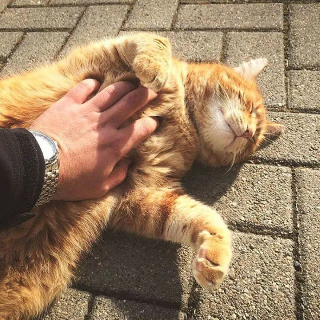 Коты никогда не позволяют себе полностью расслабиться, даже с отлично знакомым им хозяином