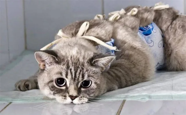 Кошка после операции