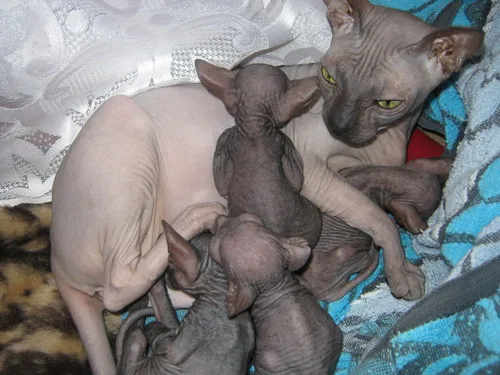 Кошка с котятами