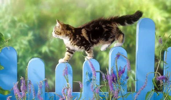 Кошки любят гулять