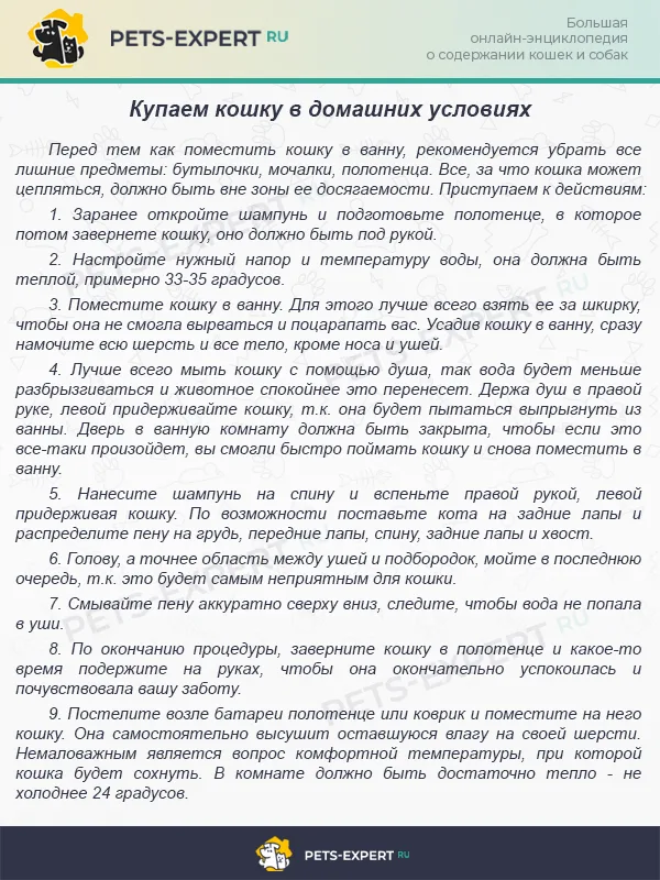 Купаем кошку правильно