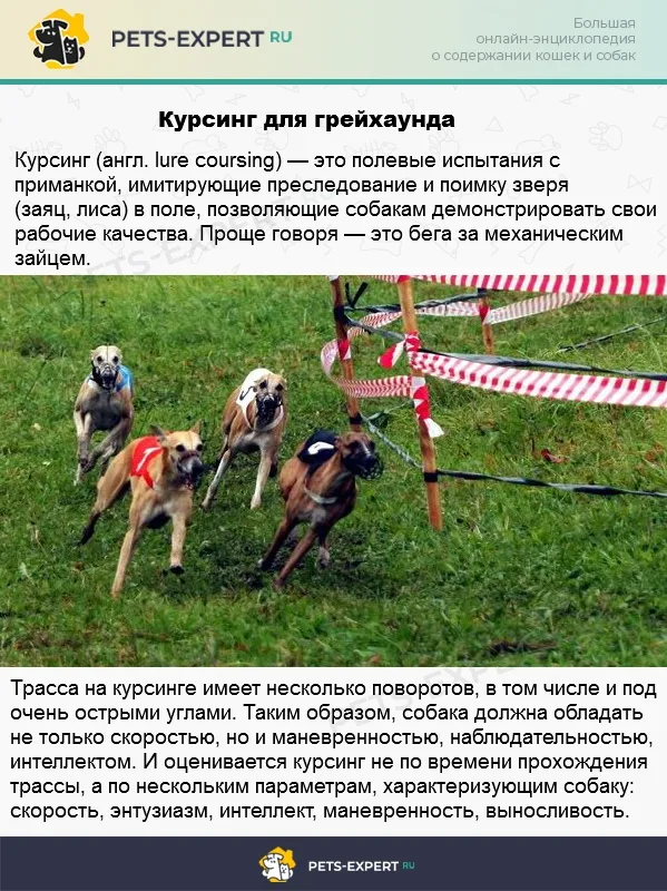 Курсинг - идеальный вид спорта для грейхаундов и уиппетов