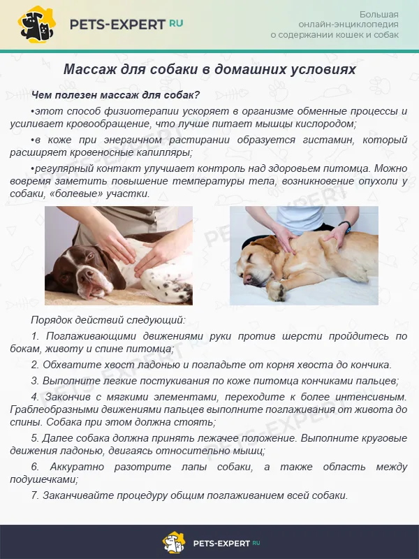 Массаж для собаки в домашних условиях