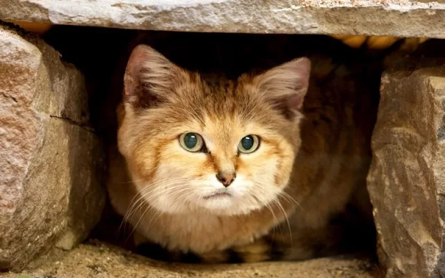 Наличие собственных мощных лап ничуть не мешает барханному коту заселяться в уже заготовленные норы