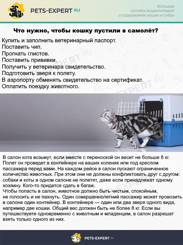 Нюансы путешествия с животными в самолёте