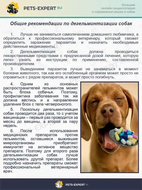 Общие рекомендации по дегельминтизации собак