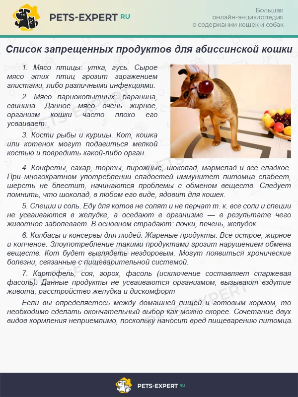Опасные продукты для абиссинской кошки