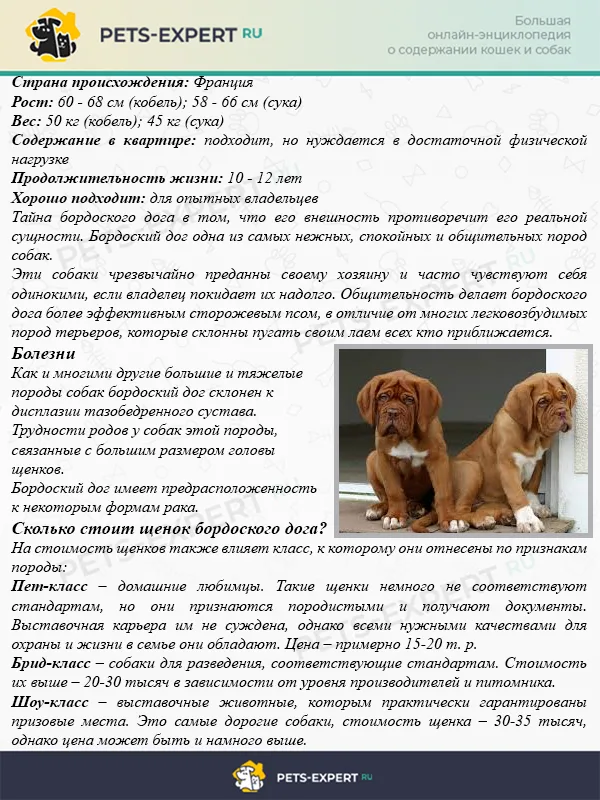 Описание породы бордоский дог