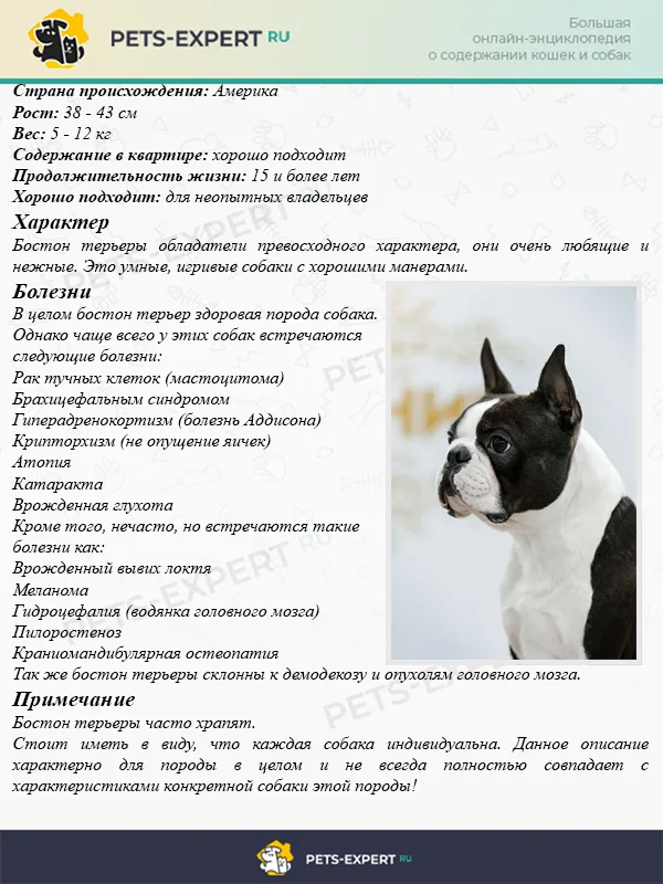 Описание породы бостон-терьер