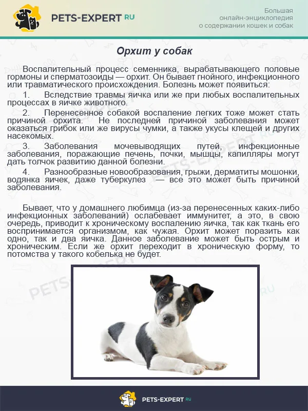 Орхит у собак