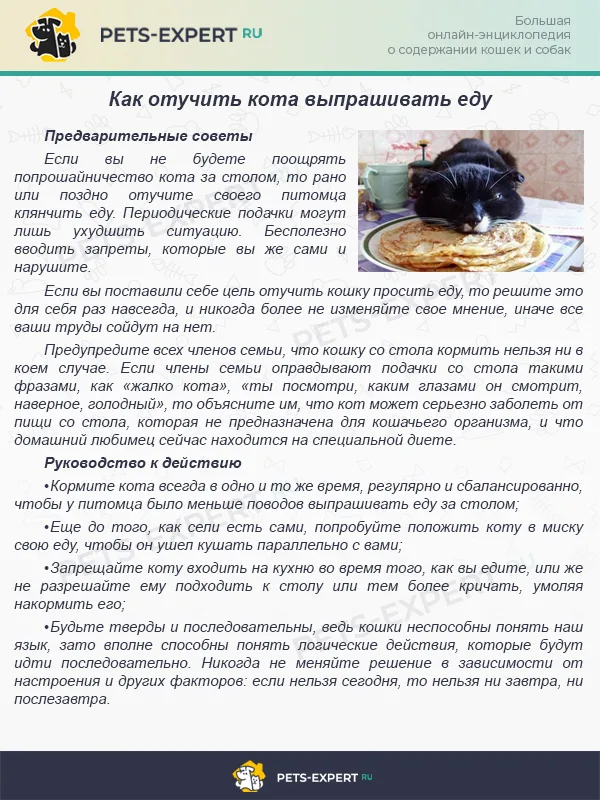 Отучаем кота выпрашивать еду