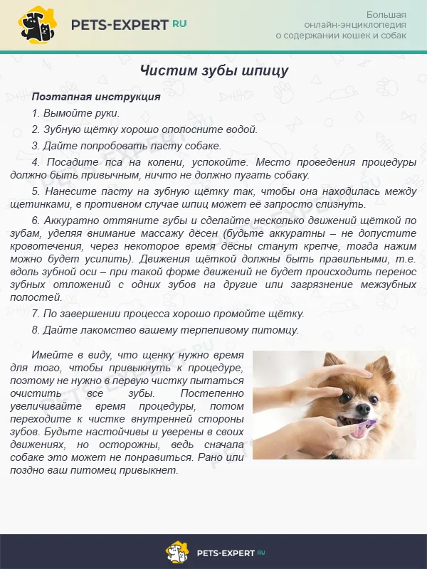 Очищение зубов шпица