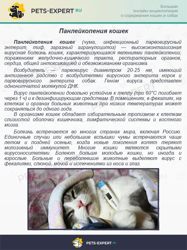 Панлейкопения кошек