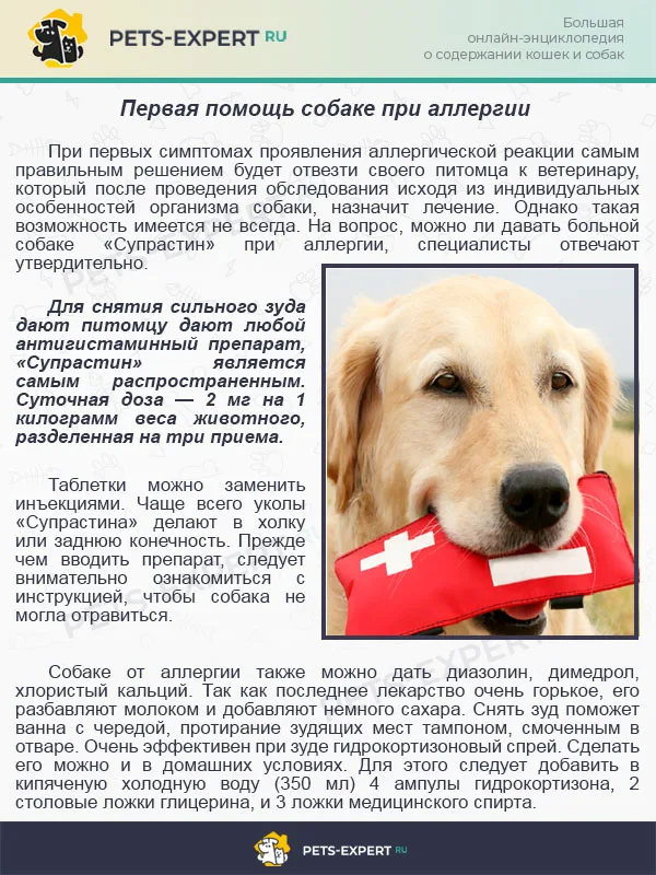 Первая помощь собаке при аллергии