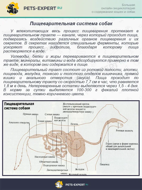 Пищеварительная система собак