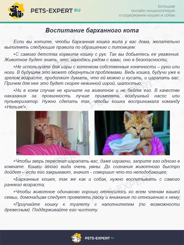 Полезные советы по приручению барханного кота