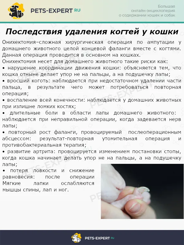 Последствия удаления когтей у кошки
