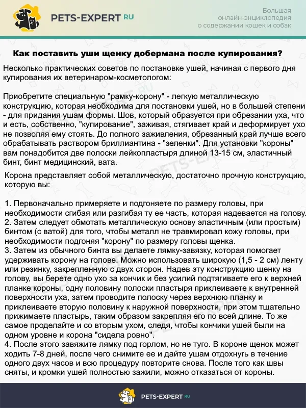 Постановка ушей добермана на корону