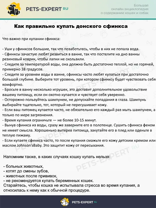 Правила купания кошки породы сфинкс