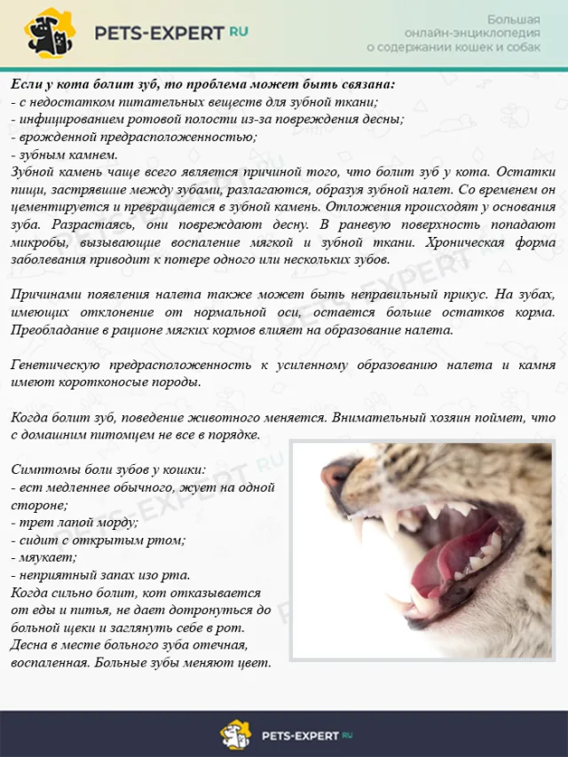 Причины и симптомы зубной боли
