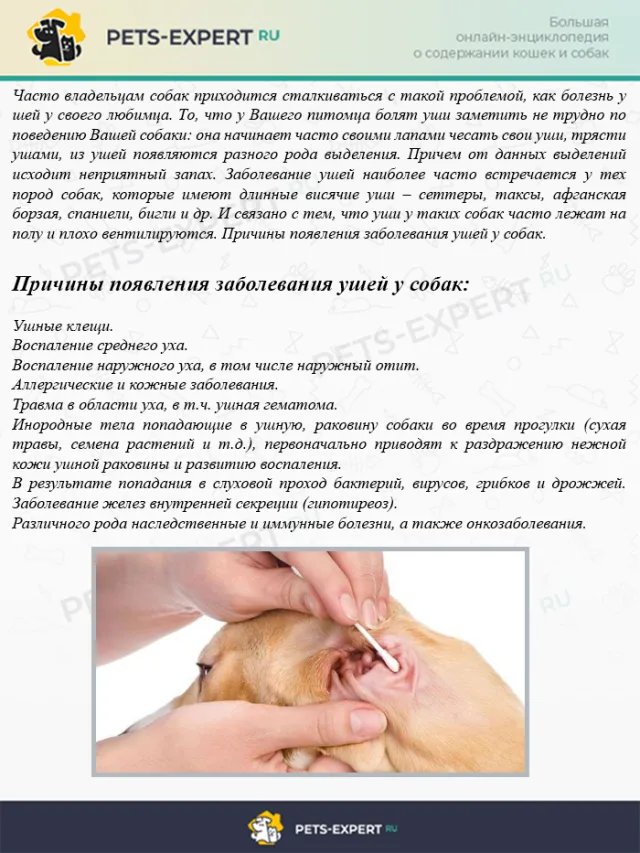 Причины появления заболевания ушей у собак