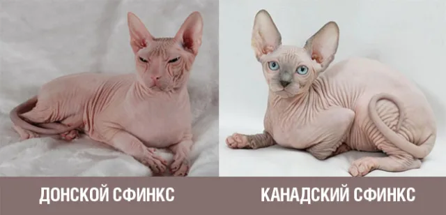 Разница между голокожими кошками