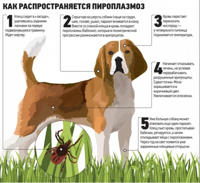 Распространение пироплазмоза