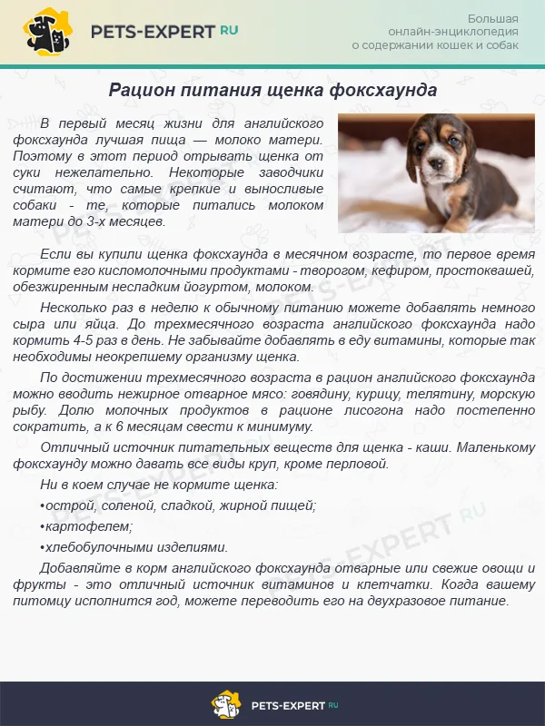 Рацион для щенка фоксхаунда