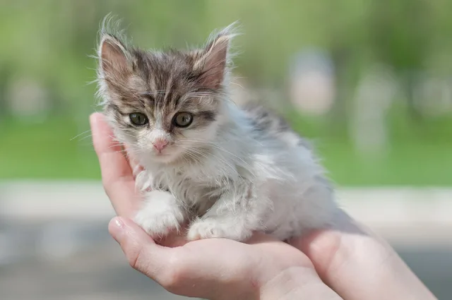Рацион подобранных котят должен восполнить нехватку питательных веществ в их организме