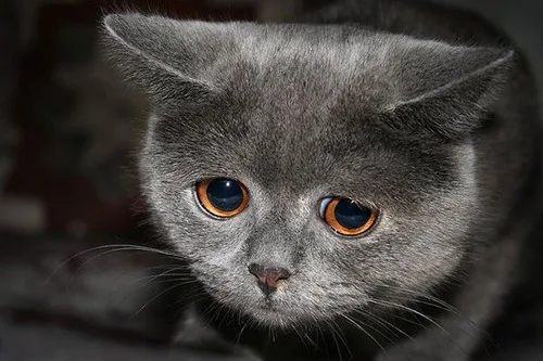 Реакция котёнка на наказание