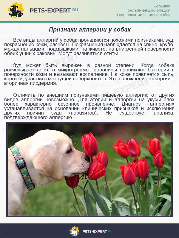 Признаки аллергии у собак