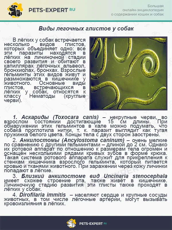 Виды легочных глистов у собак