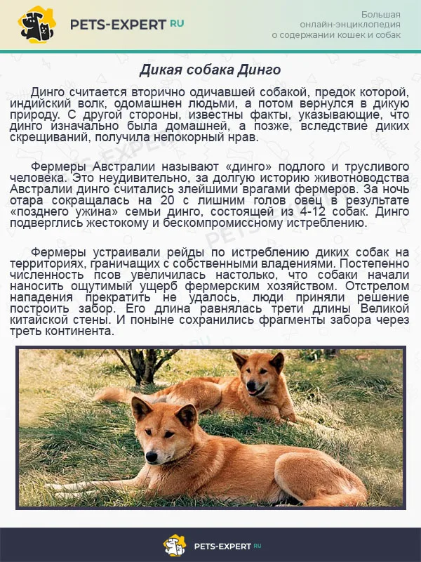 Дикая собака Динго