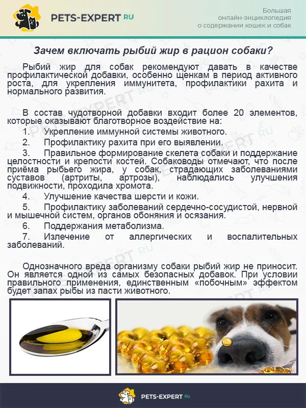 Зачем включать рыбий жир в рацион собаки?