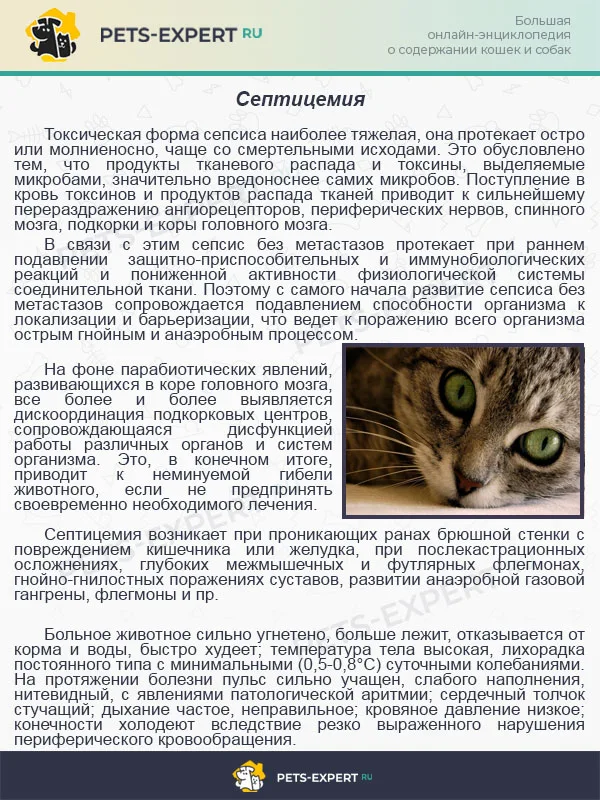 Септицемия