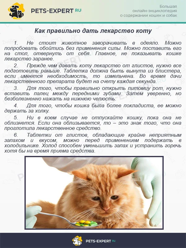 Как правильно дать лекарство коту