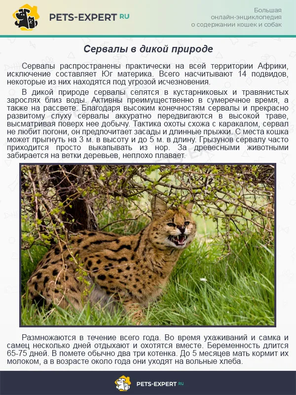 Сервалы в дикой природе