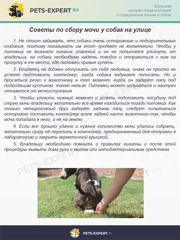 Сбор анализов на улице