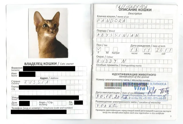 Свидетельство о чипировании кошки