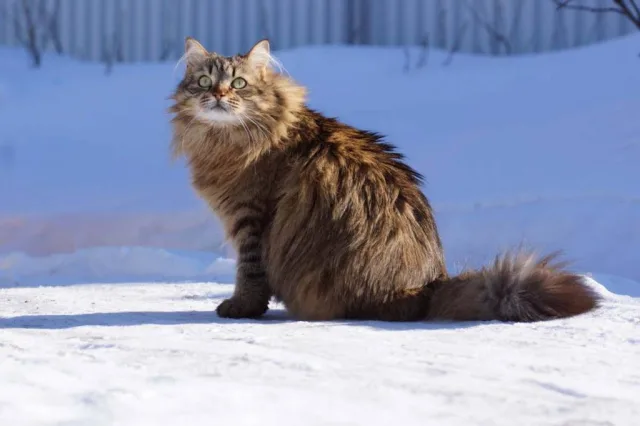 Сибирская кошка