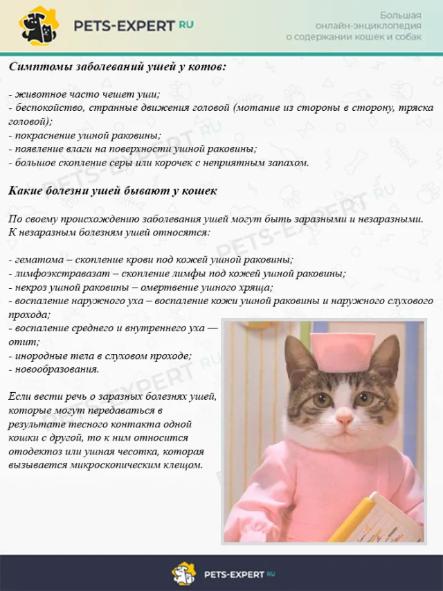 Симптомы заболеваний ушей у котов