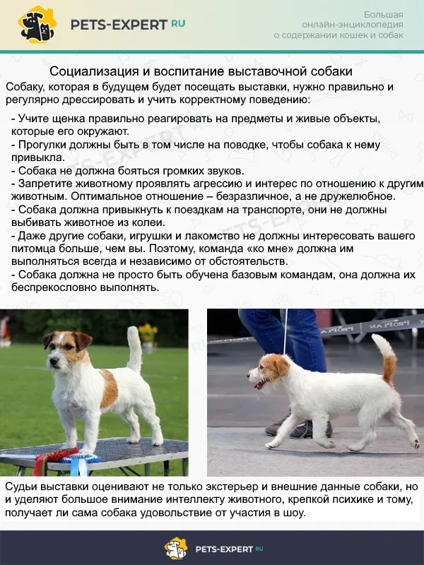 Собака должна приходить на выставку подготовленной