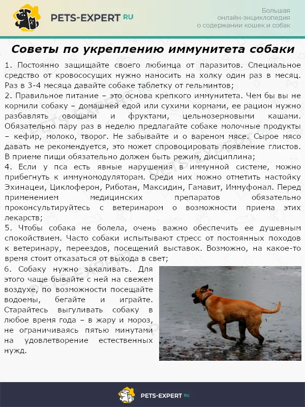 Советы по укреплению иммунитета собаки