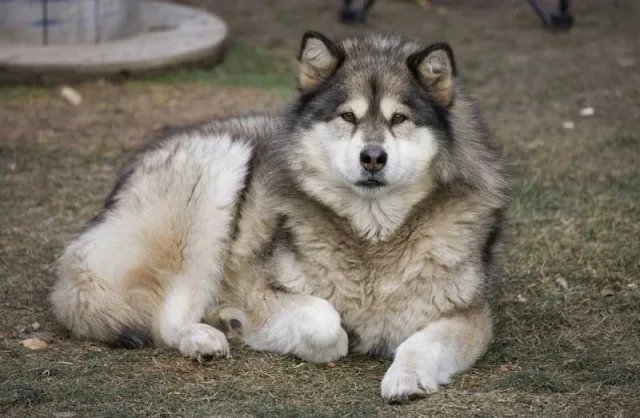 Спокойные дружелюбные коцебу