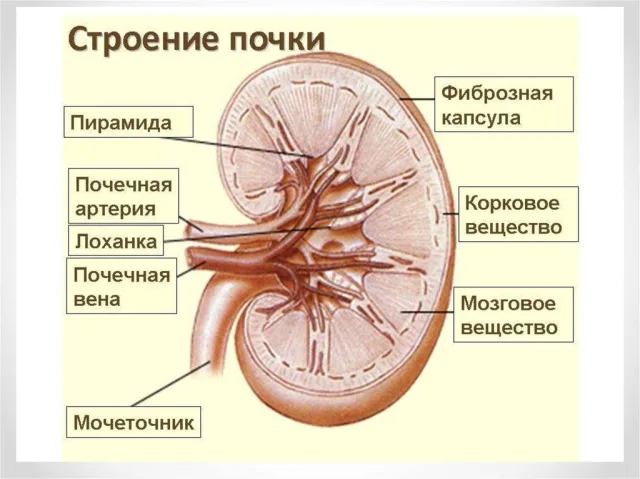 Строение почки у кошки