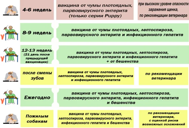 Схема вакцинации собак